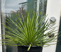 Agave geminiflora – Heron's Head Nursery