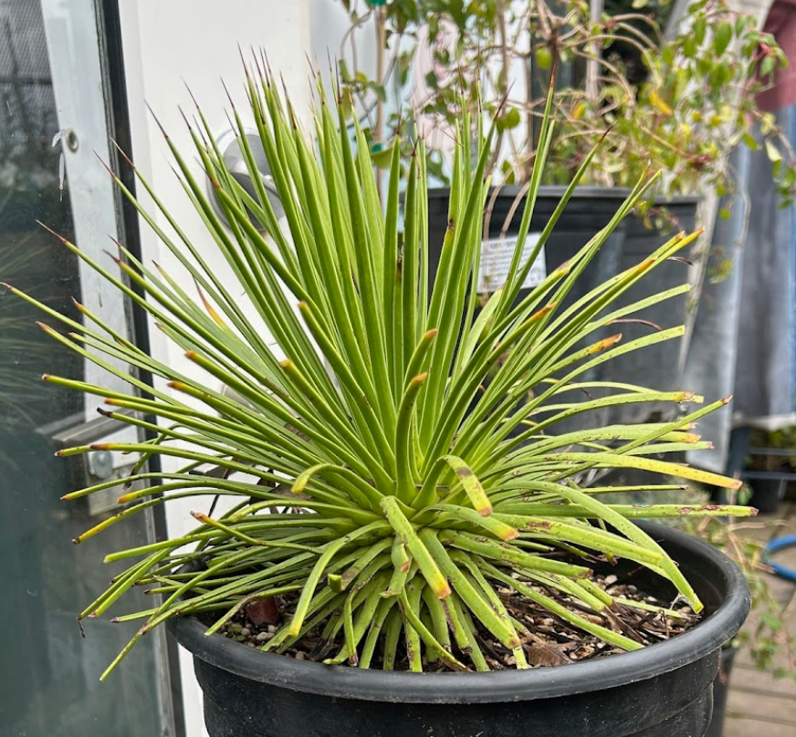 Agave stricta 'Nana'