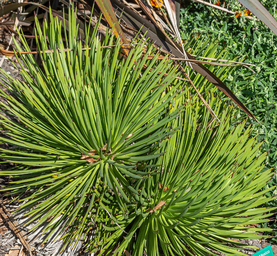 Agave stricta