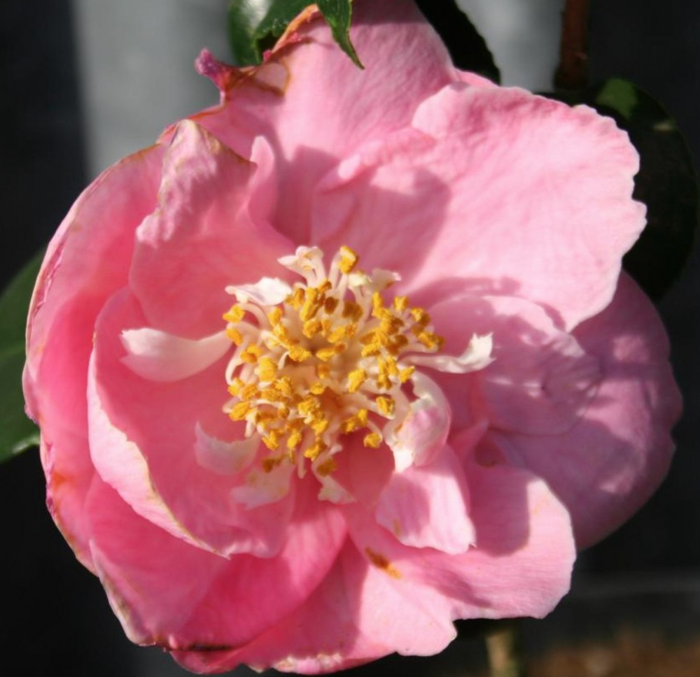 Camellia japonica 'Hanafuki'