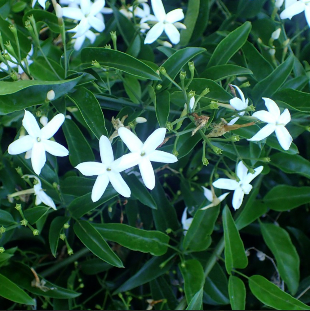 Jasminum azoricum
