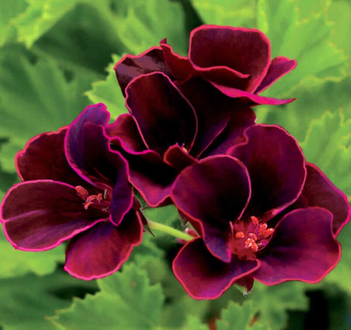 Pelargonium 'Lord Bute'