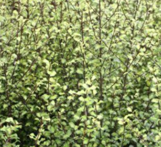 Pittosporum tenuifolium 'Harley Botanica'