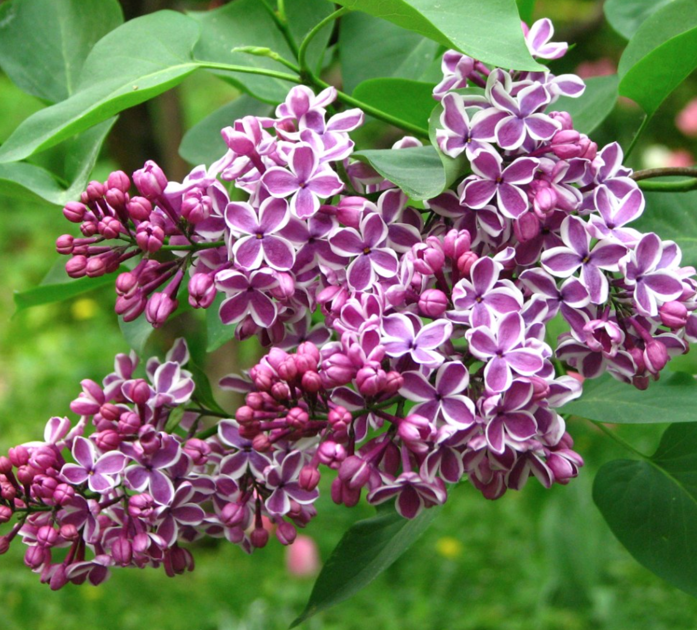 Syringa vulgaris 'Sensation'
