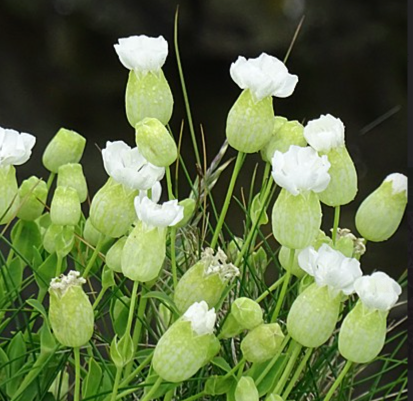 Silene uniflora (ssp. maritima)