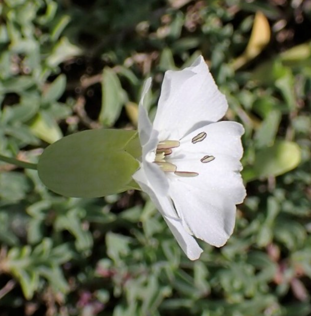 Silene uniflora (ssp. maritima)