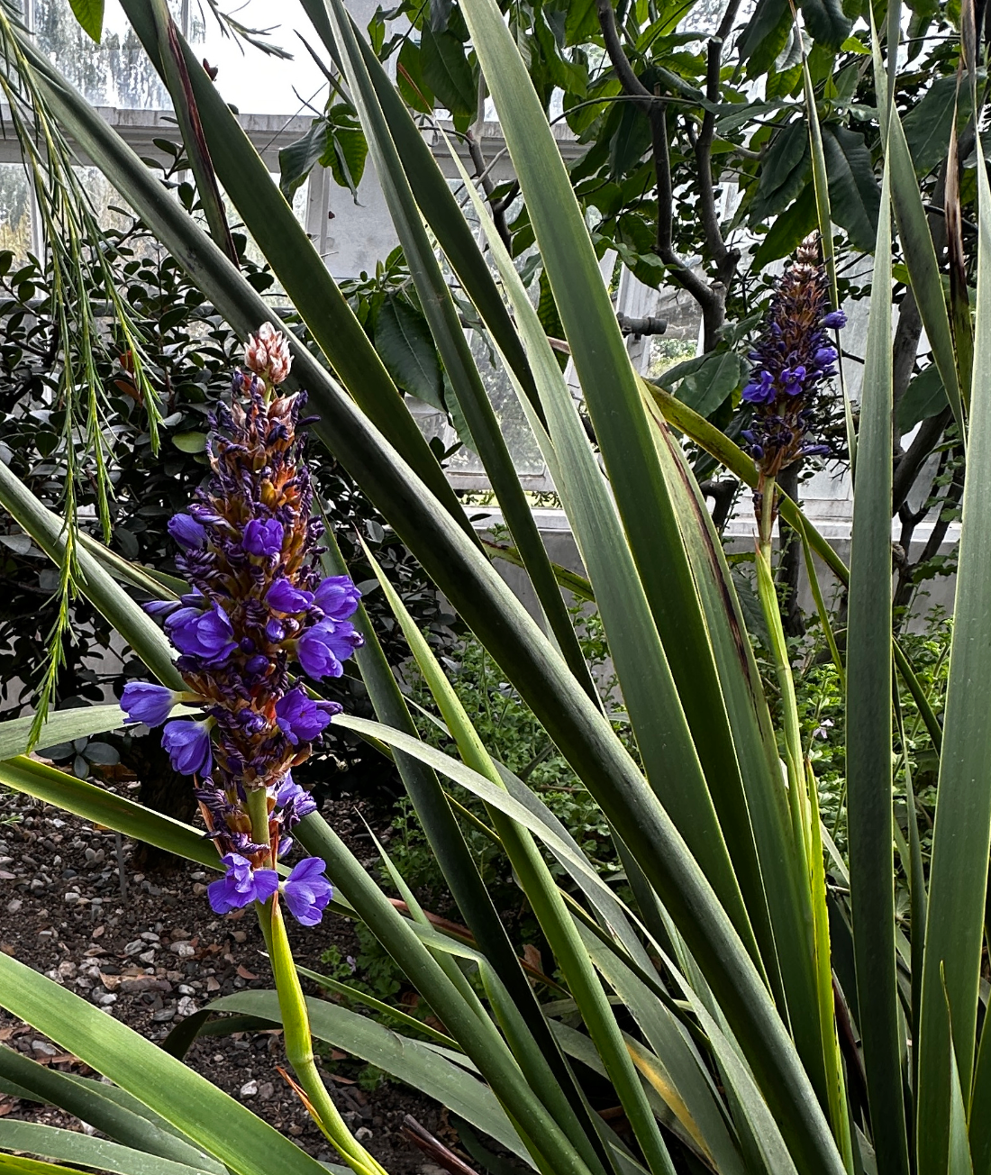 Aristea capitata (major)