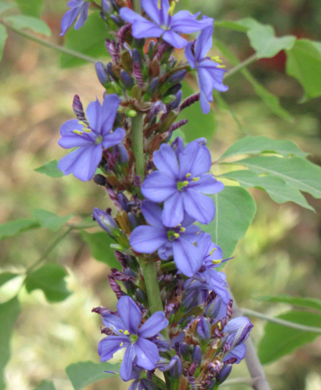 Aristea capitata (major)