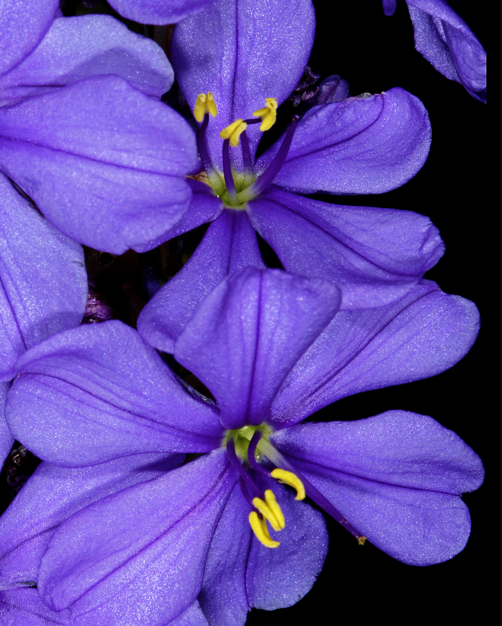 Aristea capitata (major)