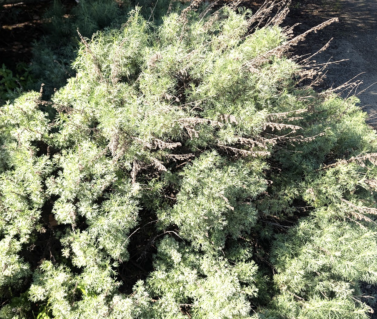 Artemisia californica