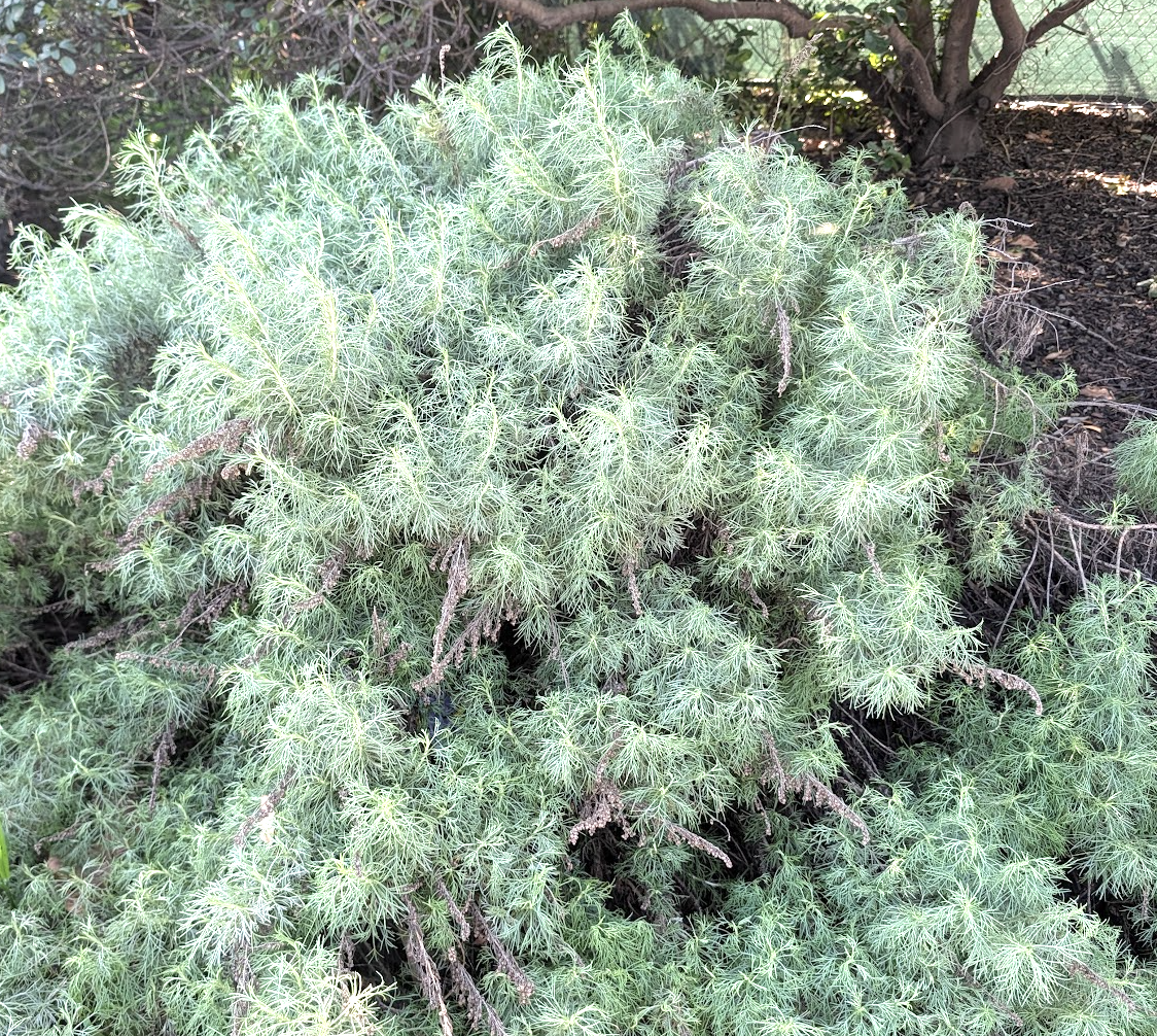 Artemisia californica