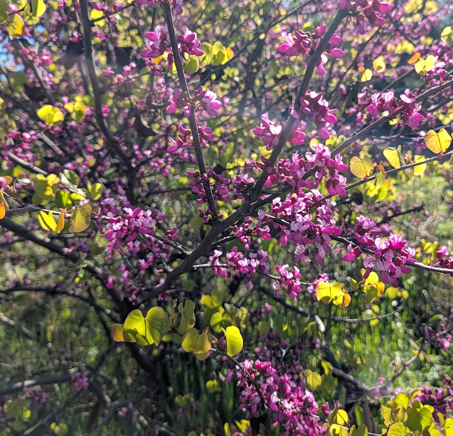 Cercis occidentalis