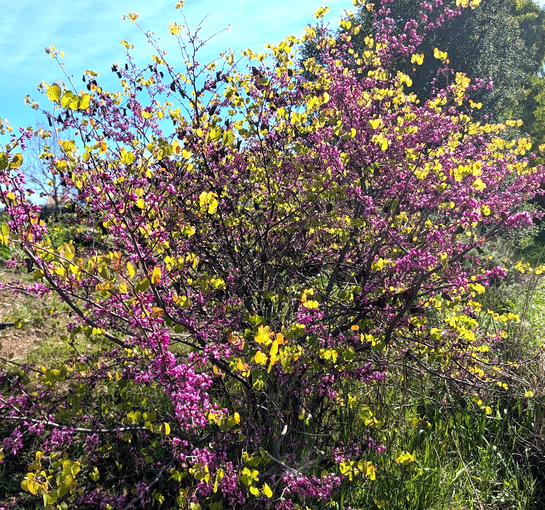 Cercis occidentalis