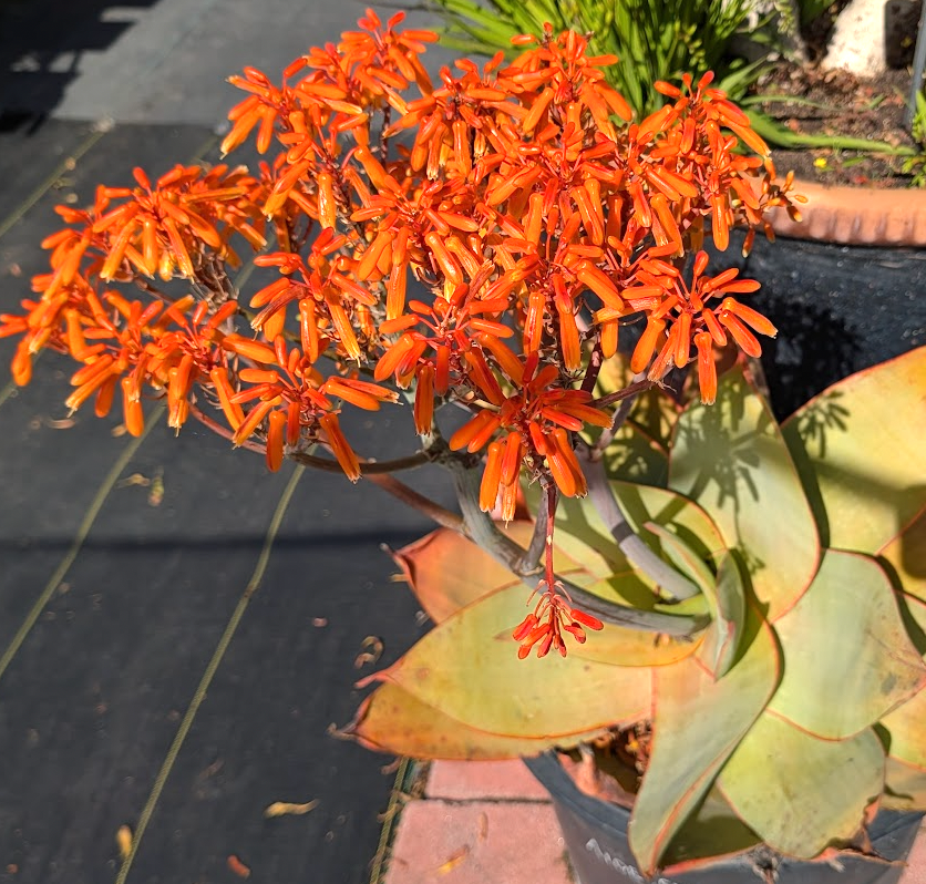 Aloe striata
