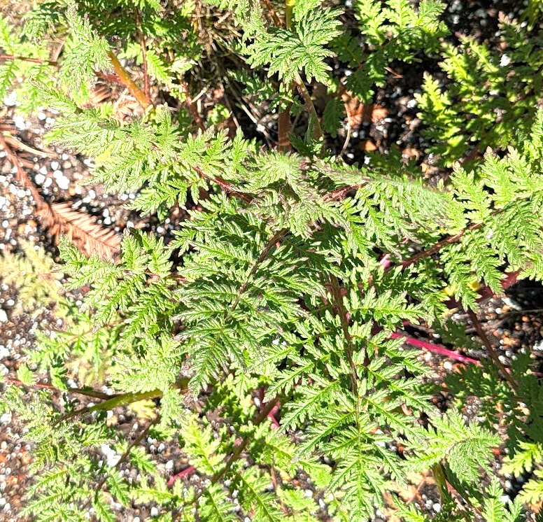 Phacelia tanacetifolia