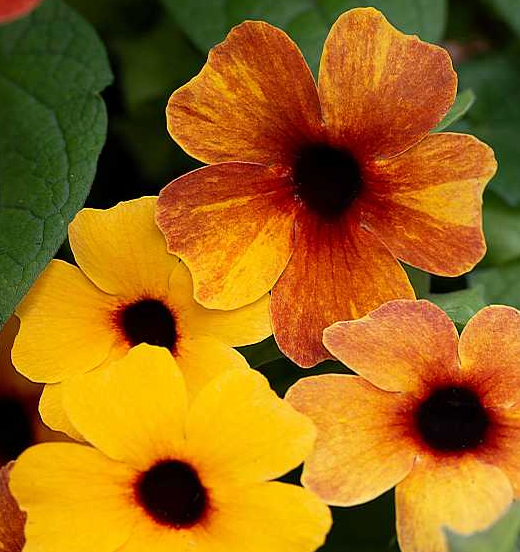 Thunbergia alata 'TowerPower Terracotta'