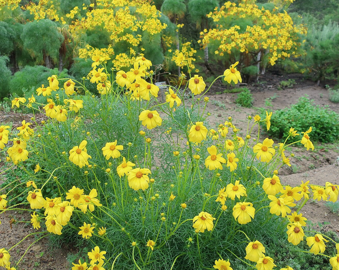 Leptosyne (Coreopsis) gigantea