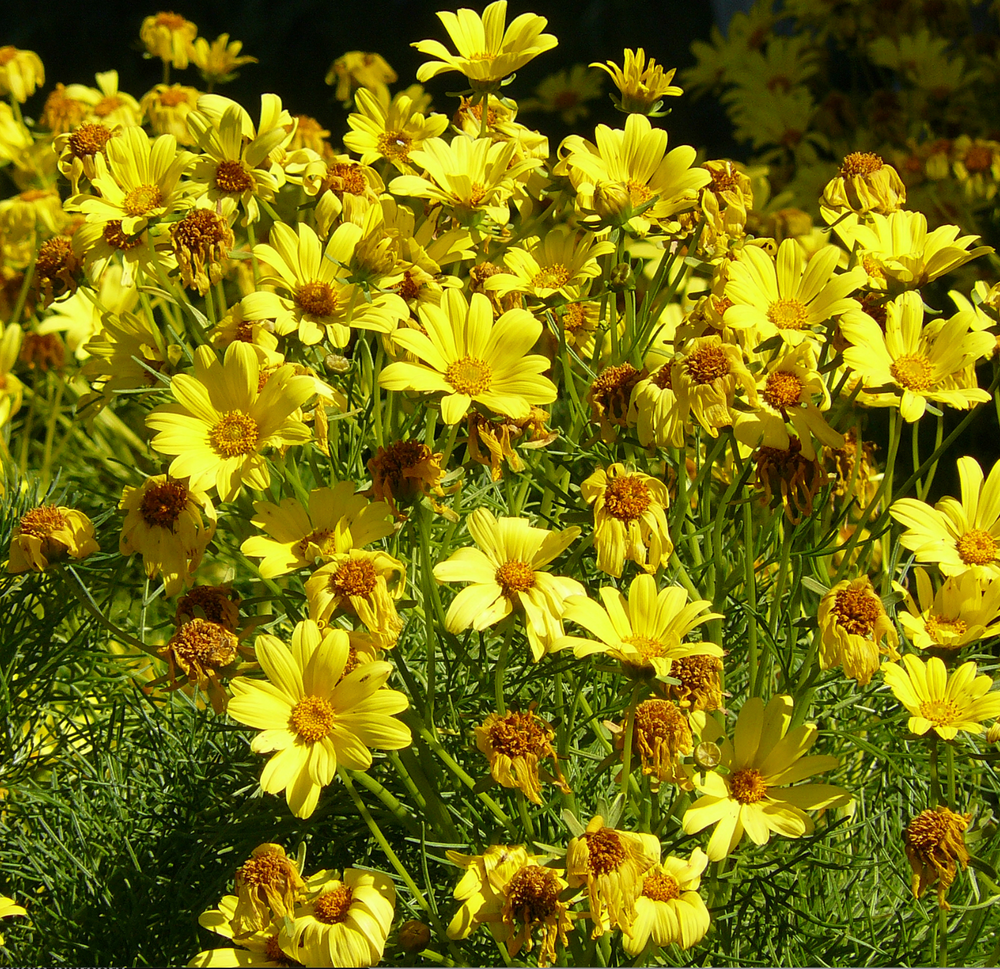 Leptosyne (Coreopsis) gigantea