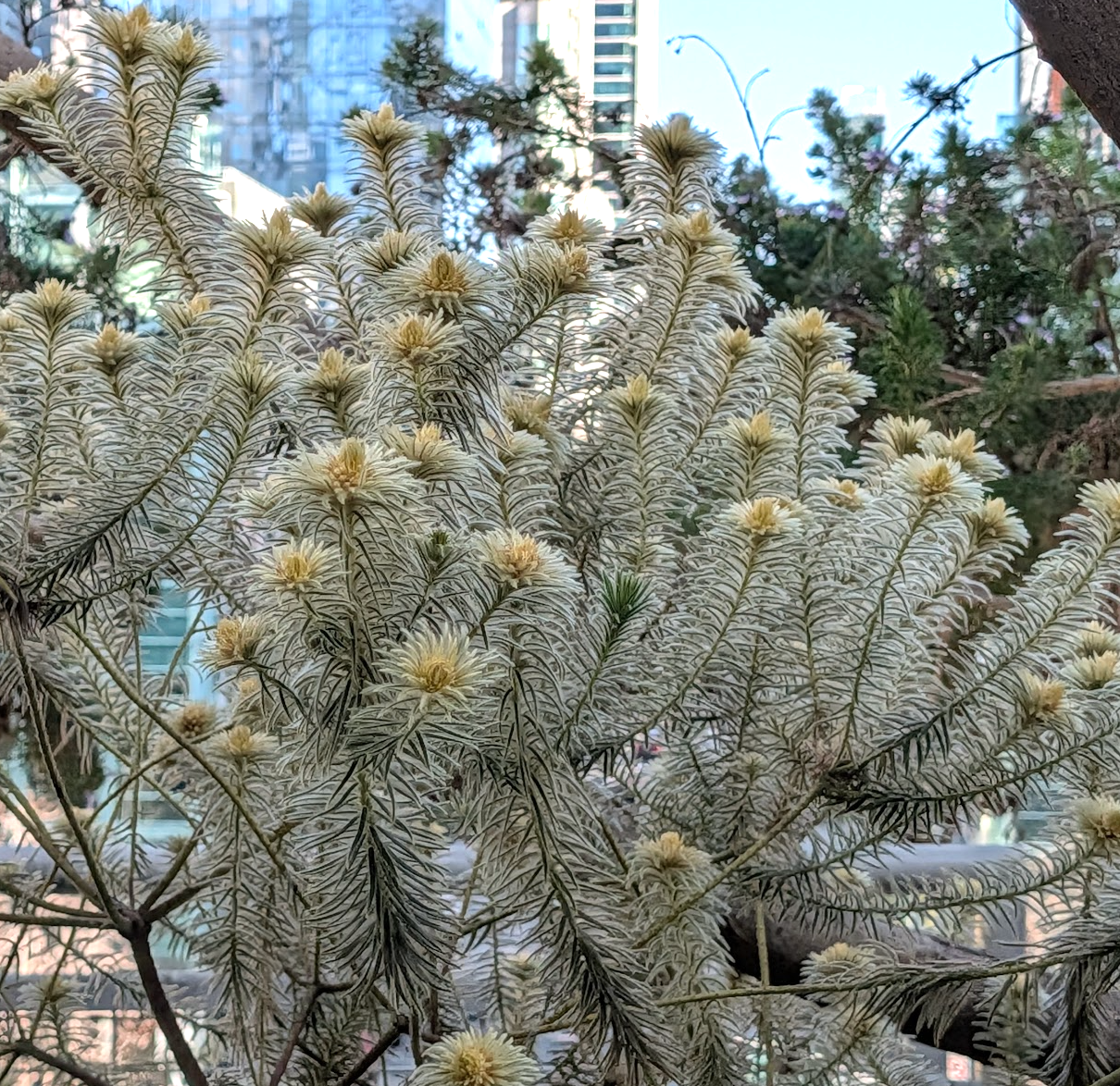 Phylica pubescens