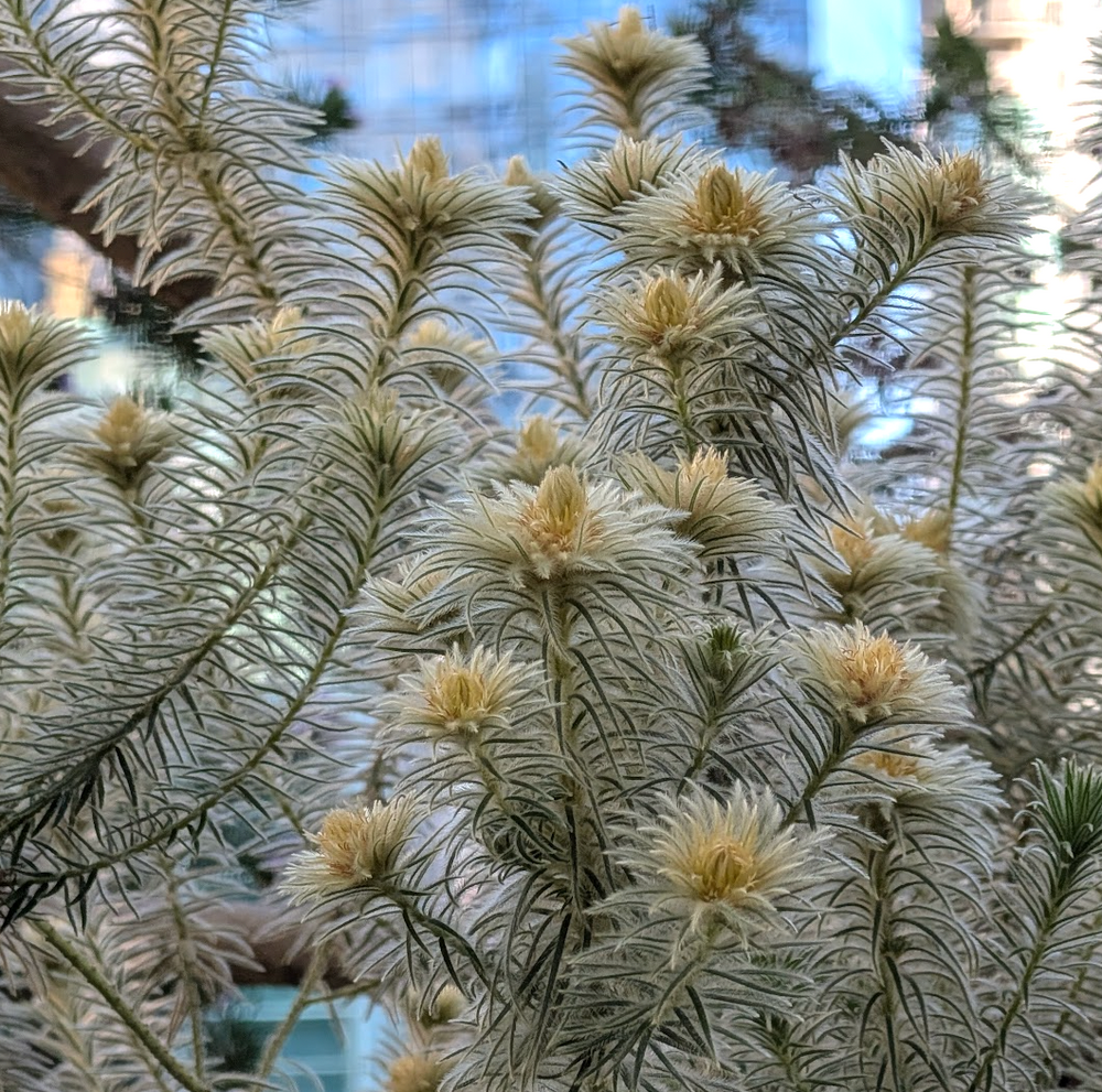 Phylica pubescens