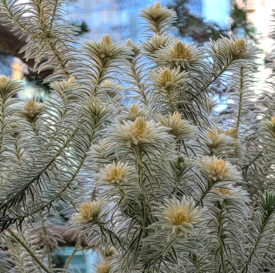 Phylica pubescens