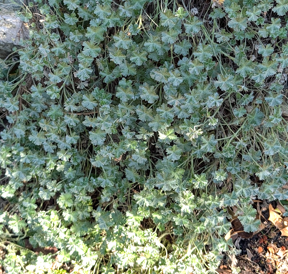 Geranium harveyi