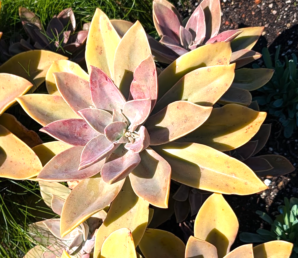 graptoveria fred ives succulent Graptoveria Fred Ives 4 inch / Plastic Pot