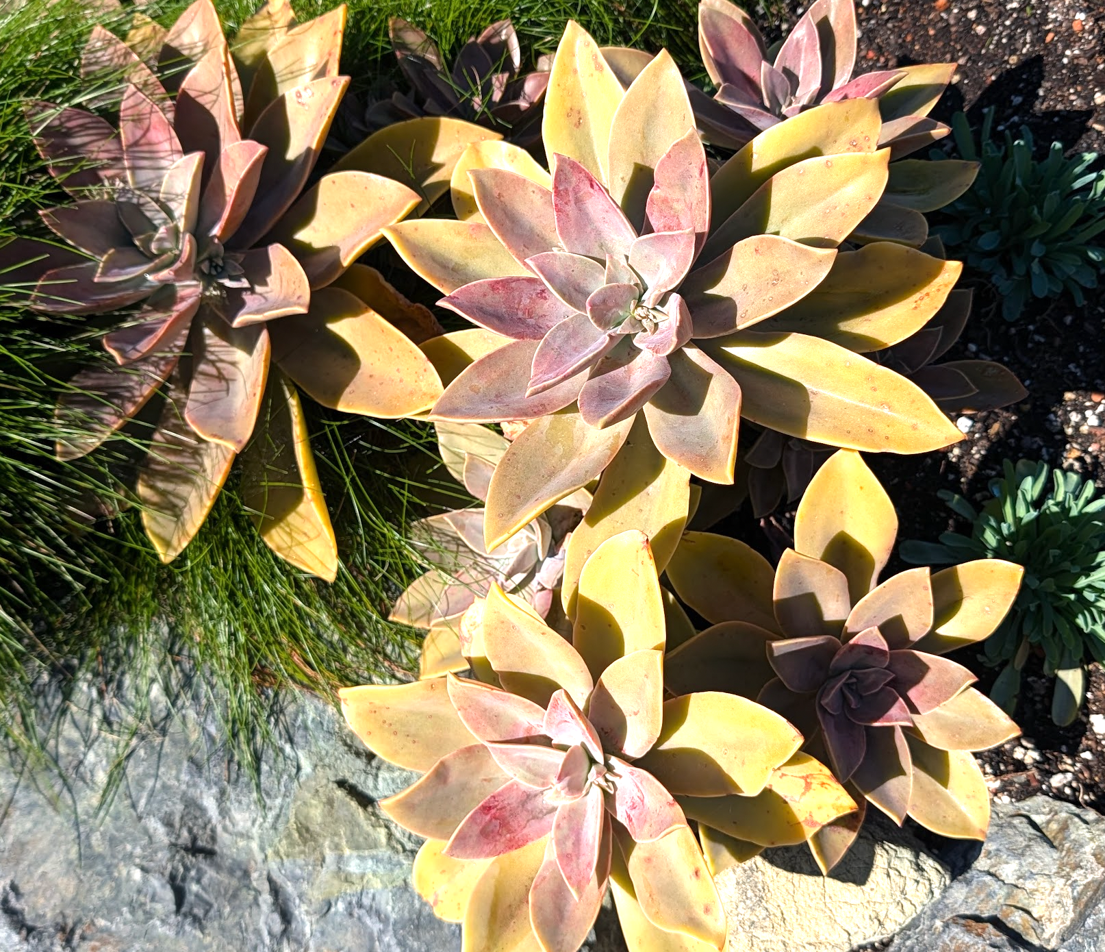 Graptoveria 'Fred Ives'