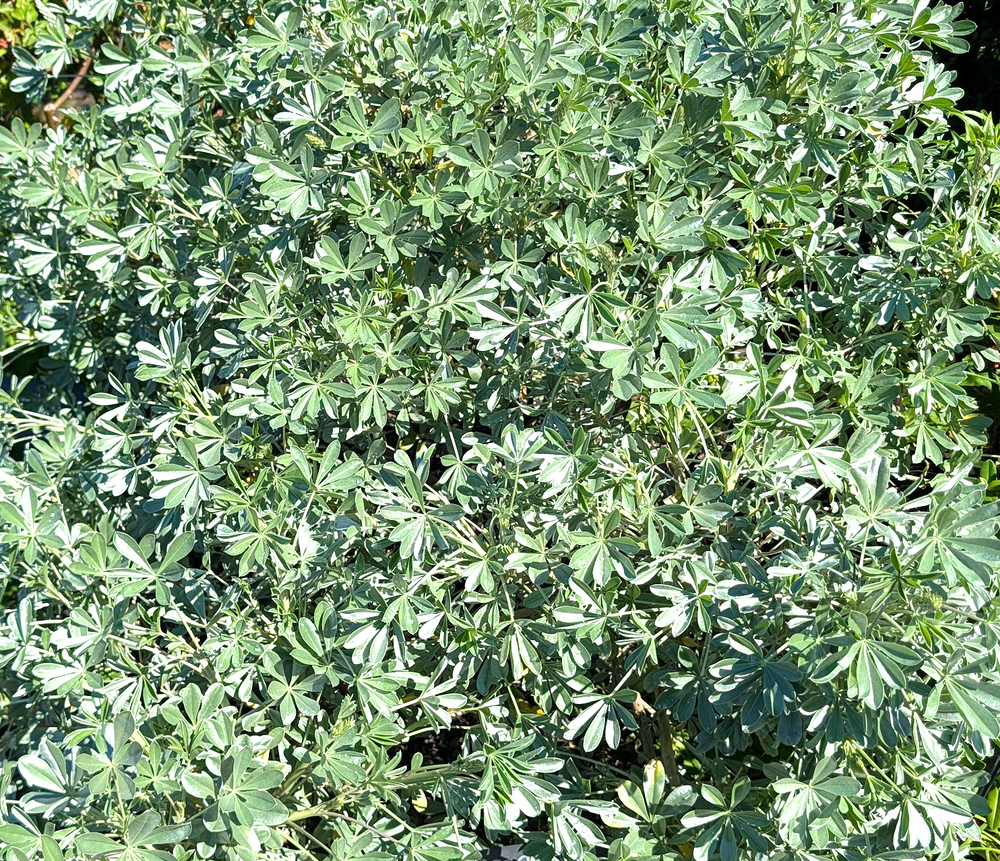 Lupinus sericatus