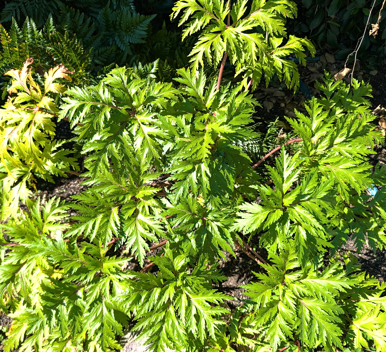 Geranium maderense