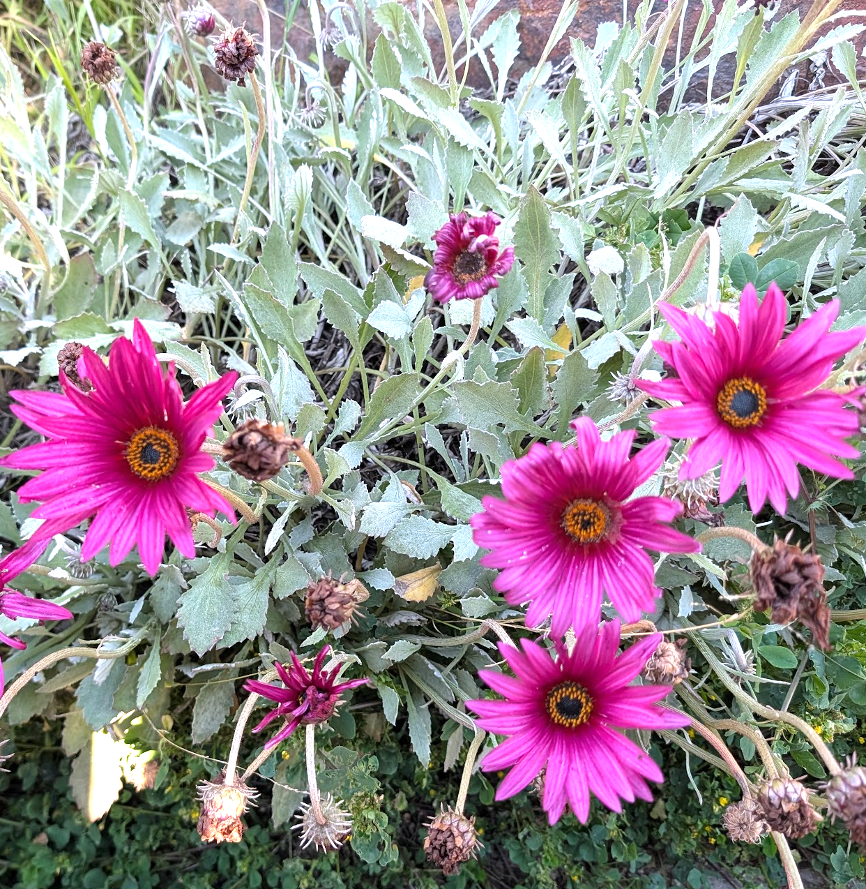 Arctotis 'Ultra Violet'