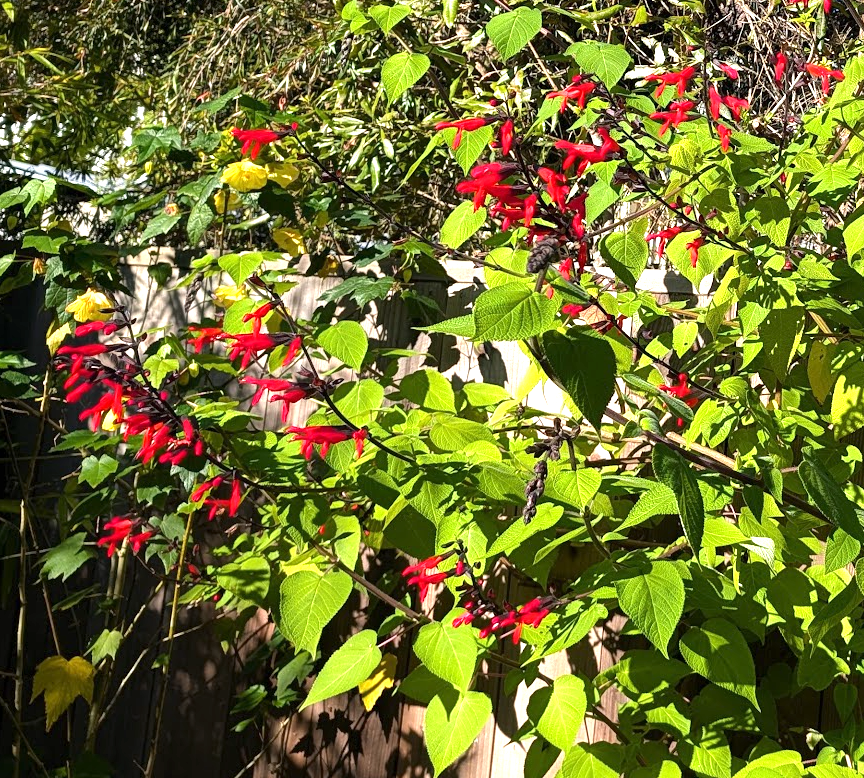 Salvia elegans
