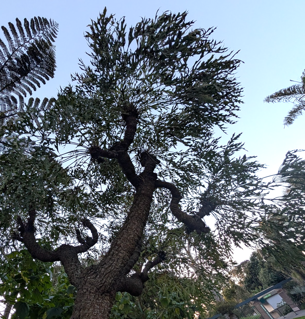 Cussonia paniculata