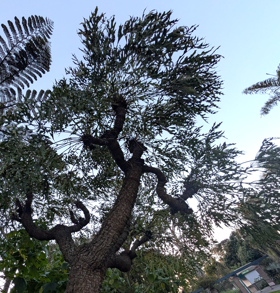 Cussonia paniculata