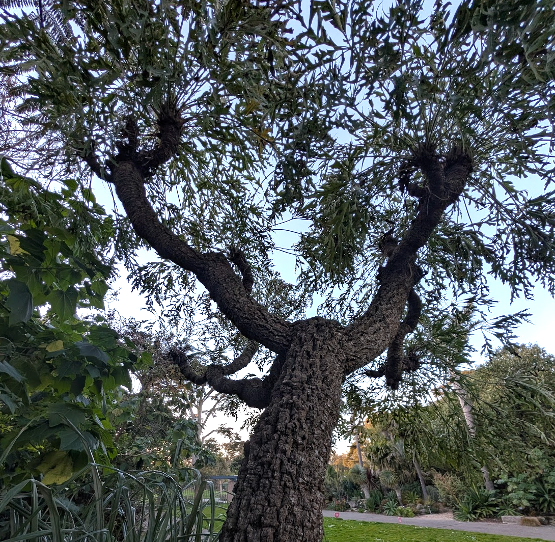 Cussonia paniculata