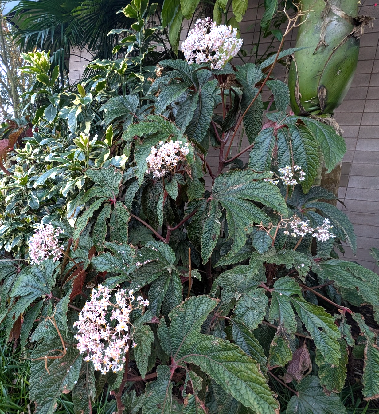 Begonia 'Paul Hernandez'