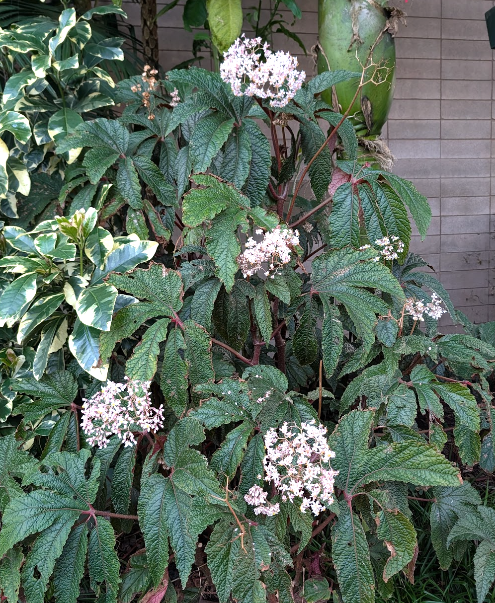 Begonia 'Paul Hernandez'