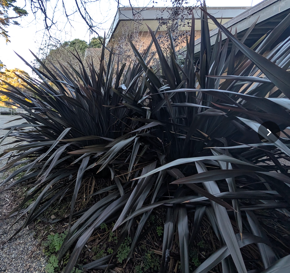 Phormium cookianum 'Black Adder'