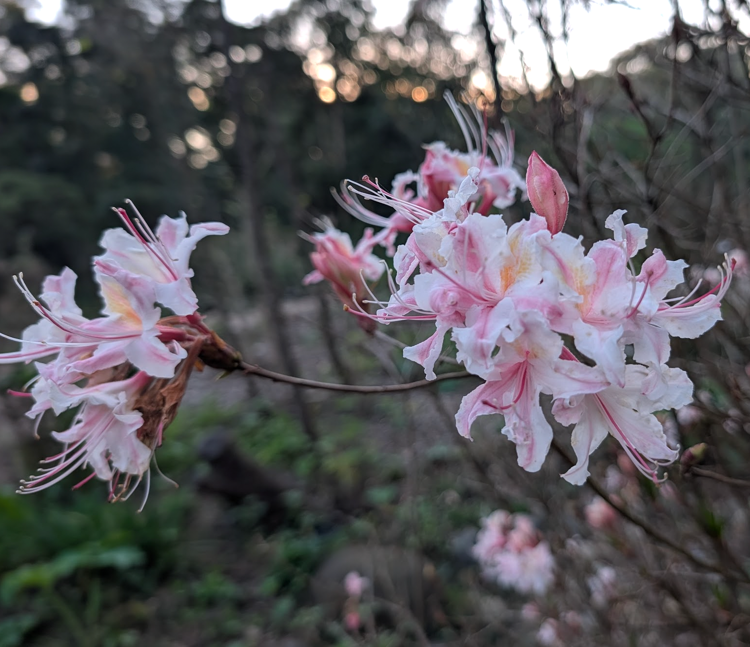Rhododendron occidentale