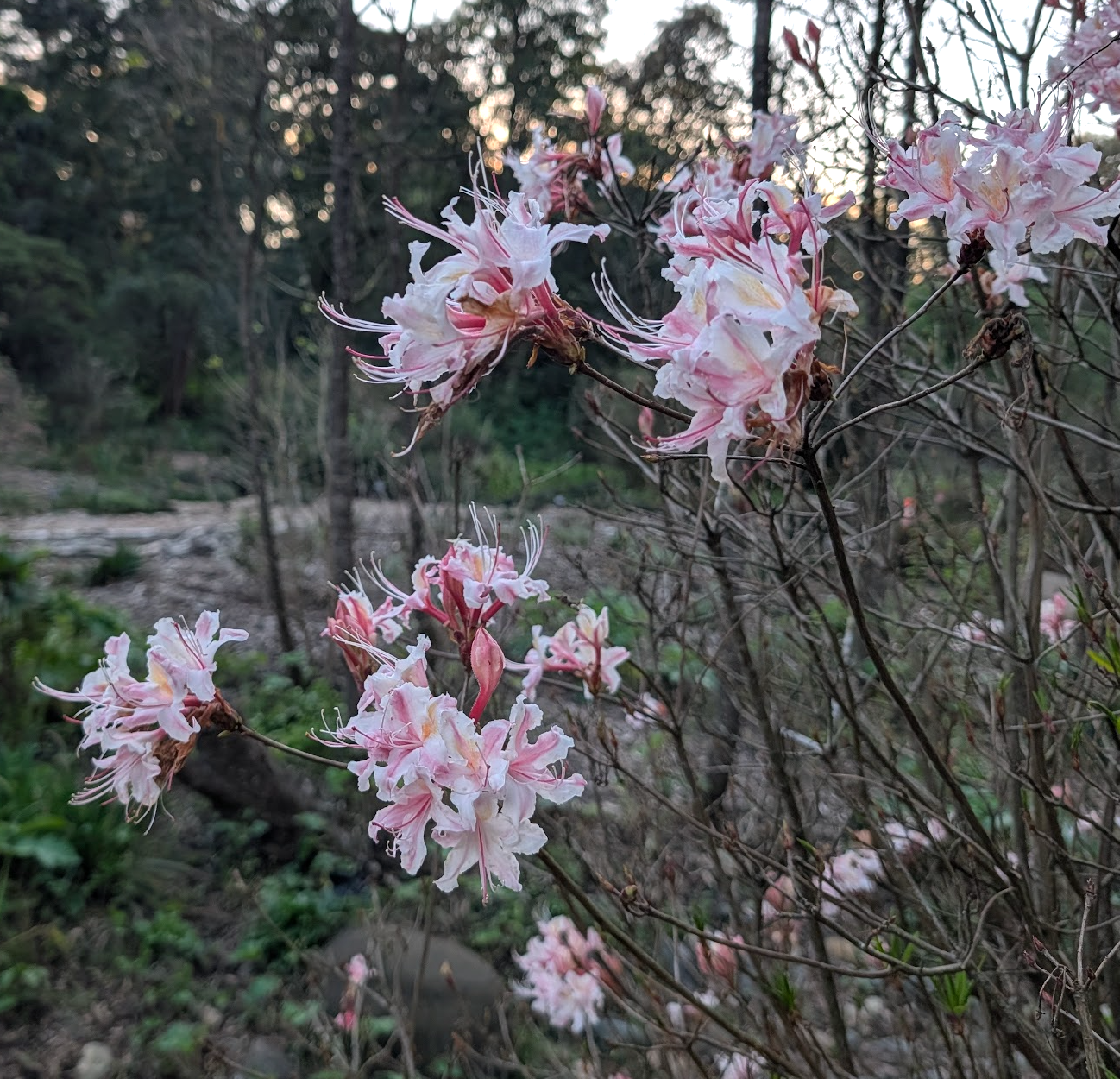 Rhododendron occidentale