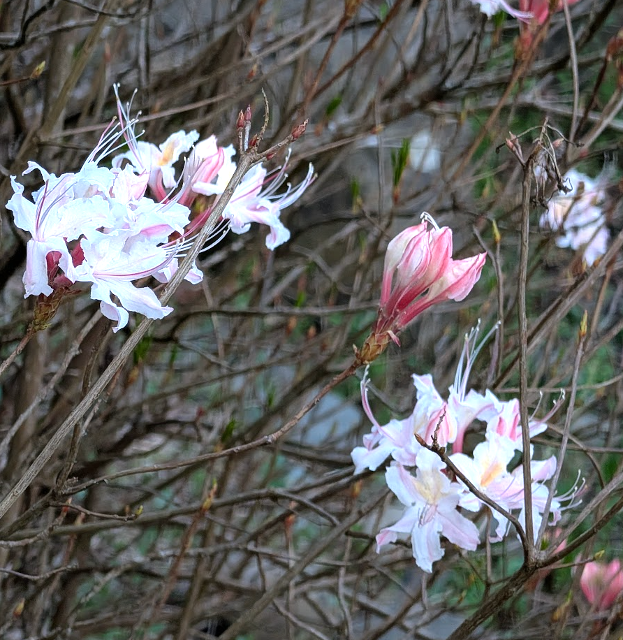 Rhododendron occidentale