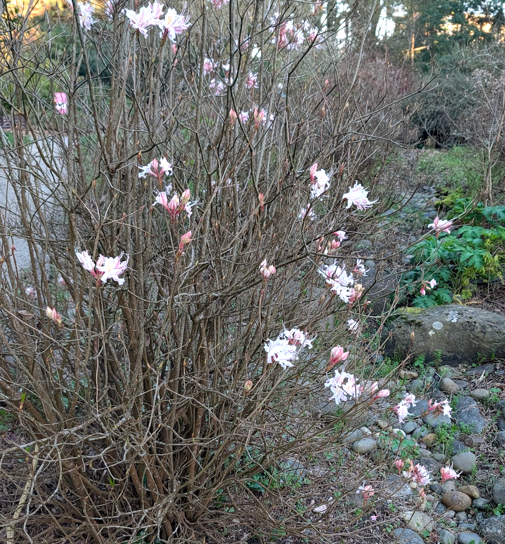 Rhododendron occidentale