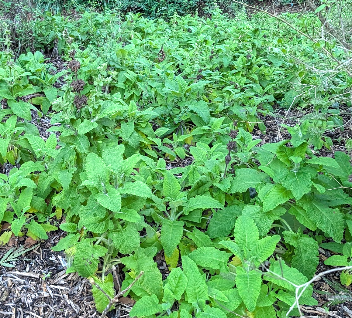 Salvia spathacea