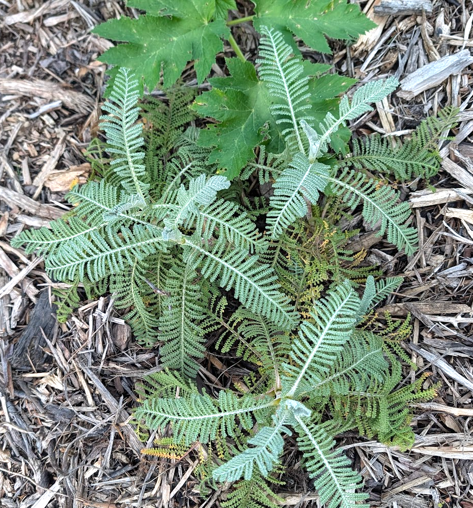 Tanacetum bipinnatum