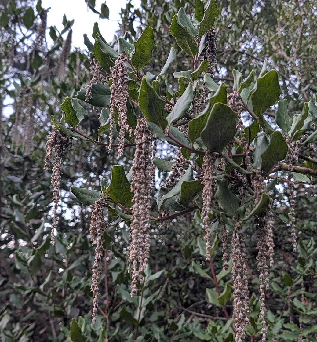 Garrya elliptica 'Evie'