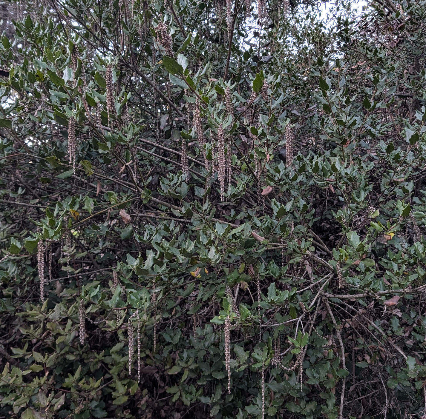 Garrya elliptica 'Evie'