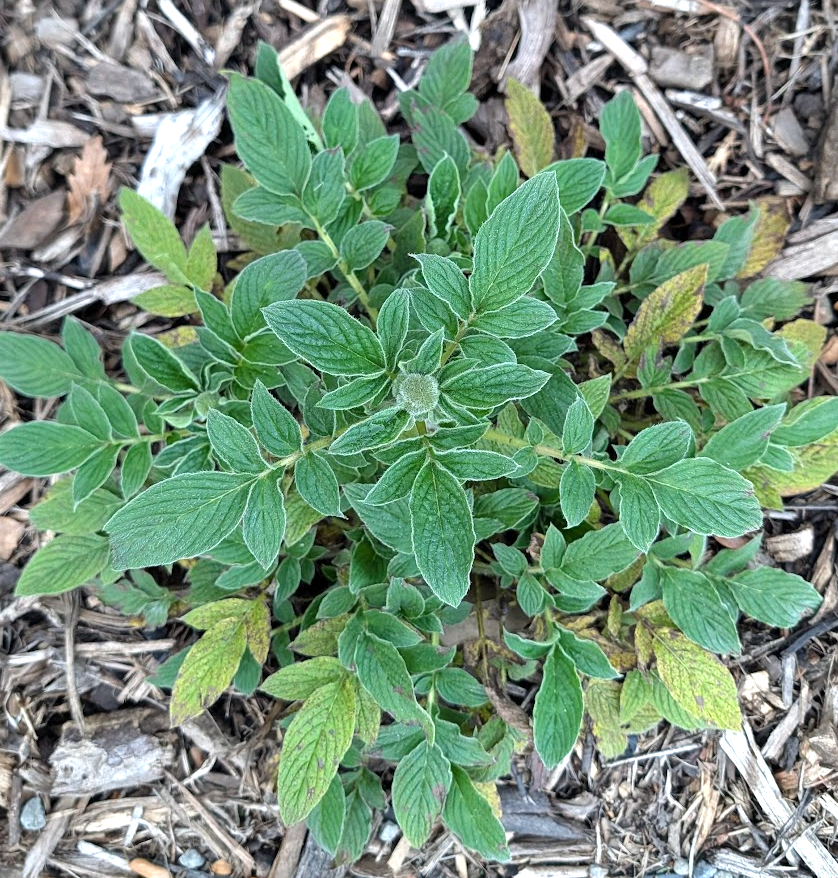 Phacelia californica