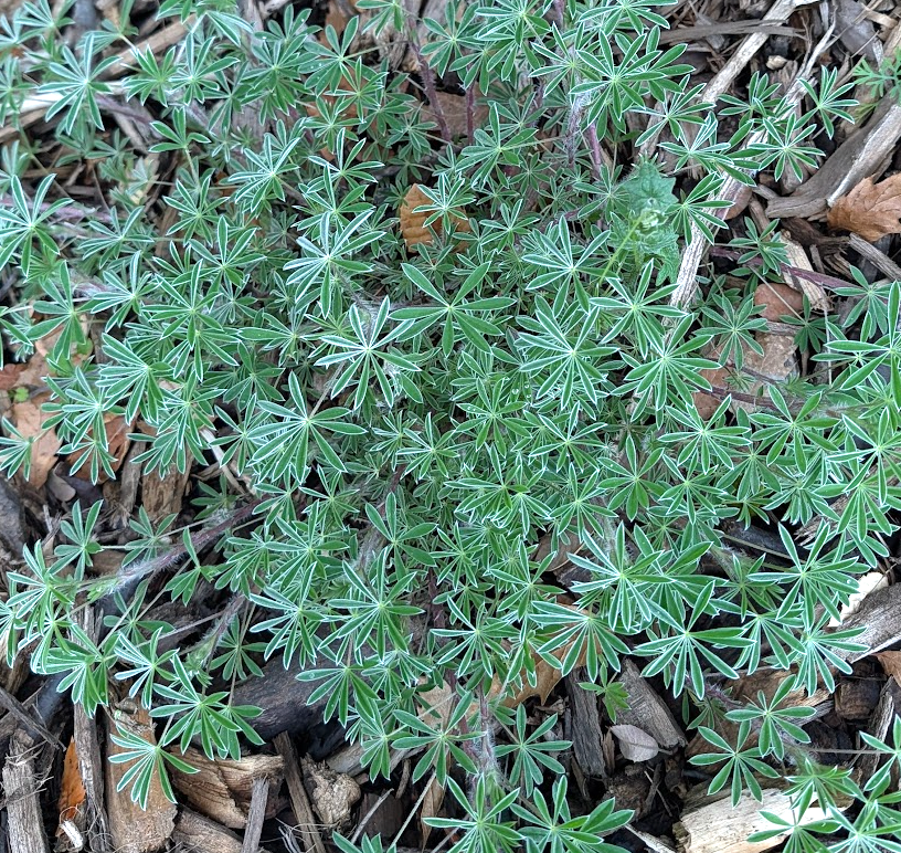 Lupinus variicolor