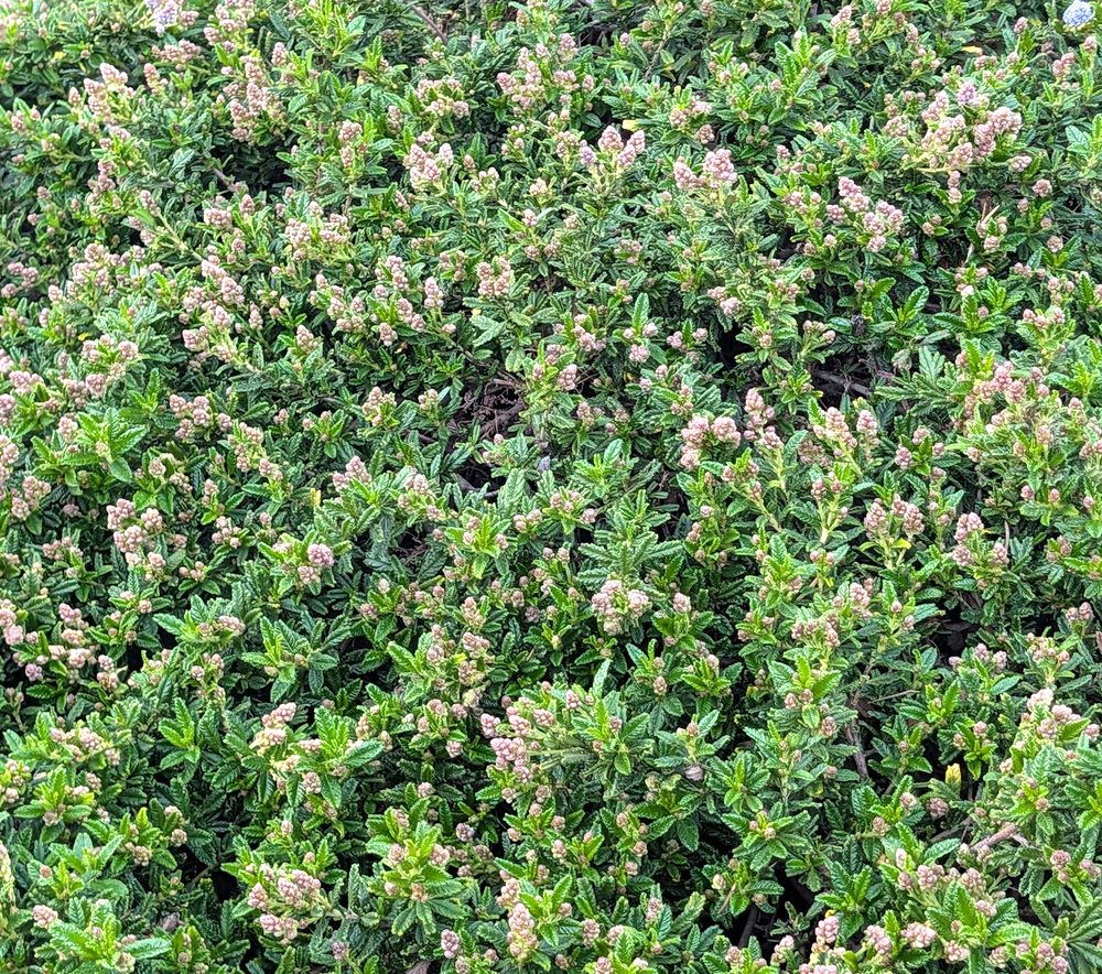 Ceanothus hearstiorum