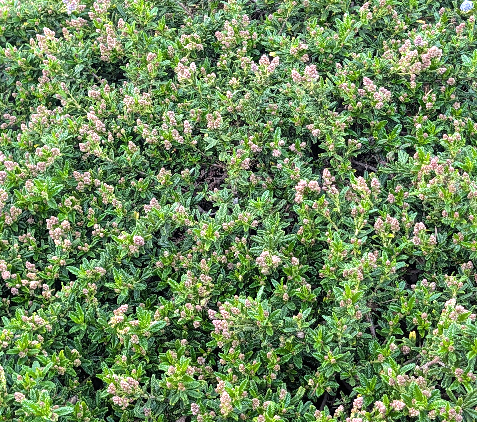 Ceanothus hearstiorum